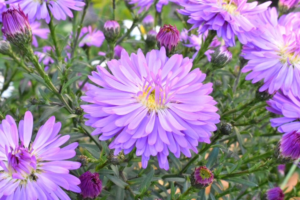 Autumn michaelmas daisy plant