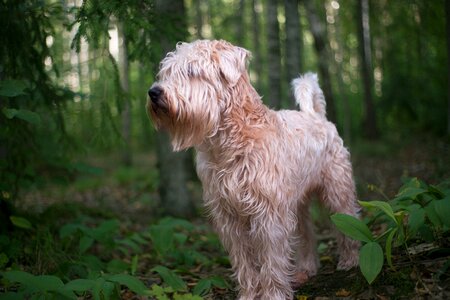 Portrait young canine