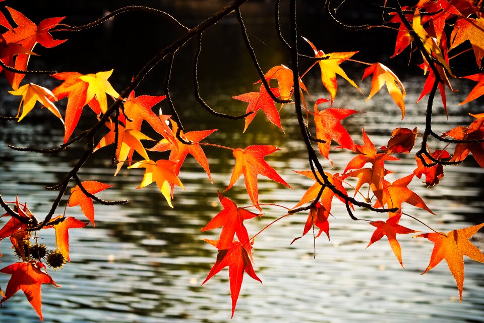 Nature fall foliage fall color