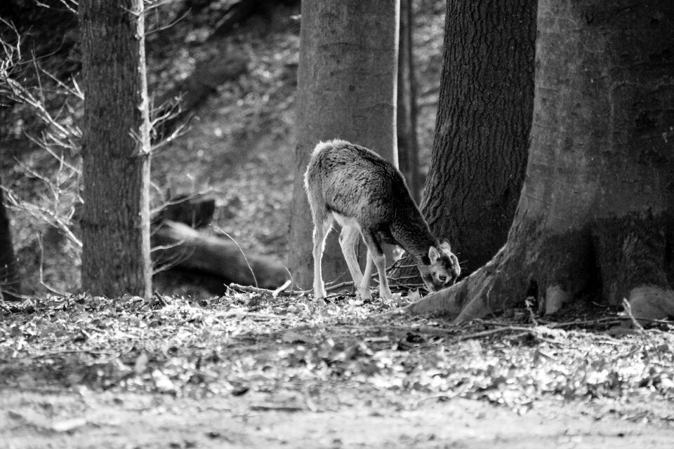 Wild antler roe deer