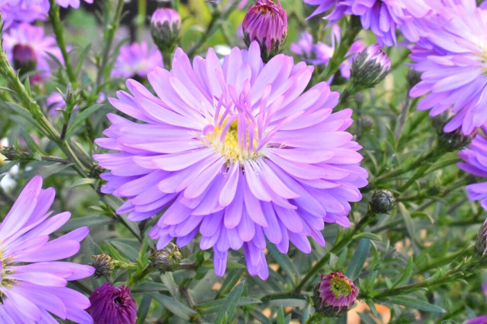 Autumn michaelmas daisy plant