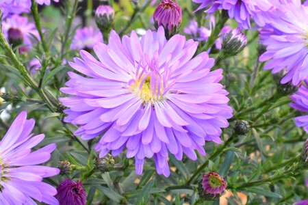 Autumn michaelmas daisy plant