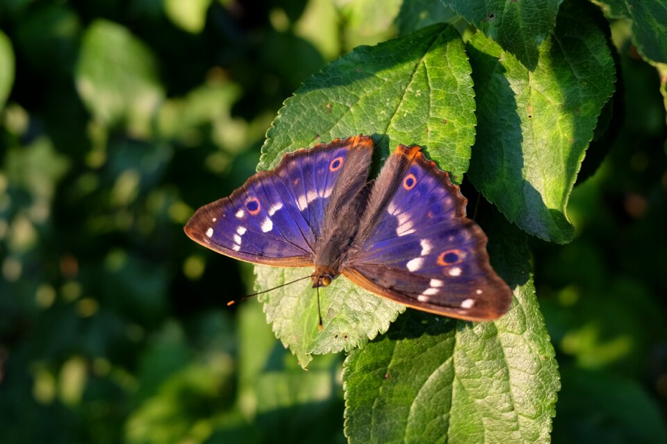 Colorful blue butterflies