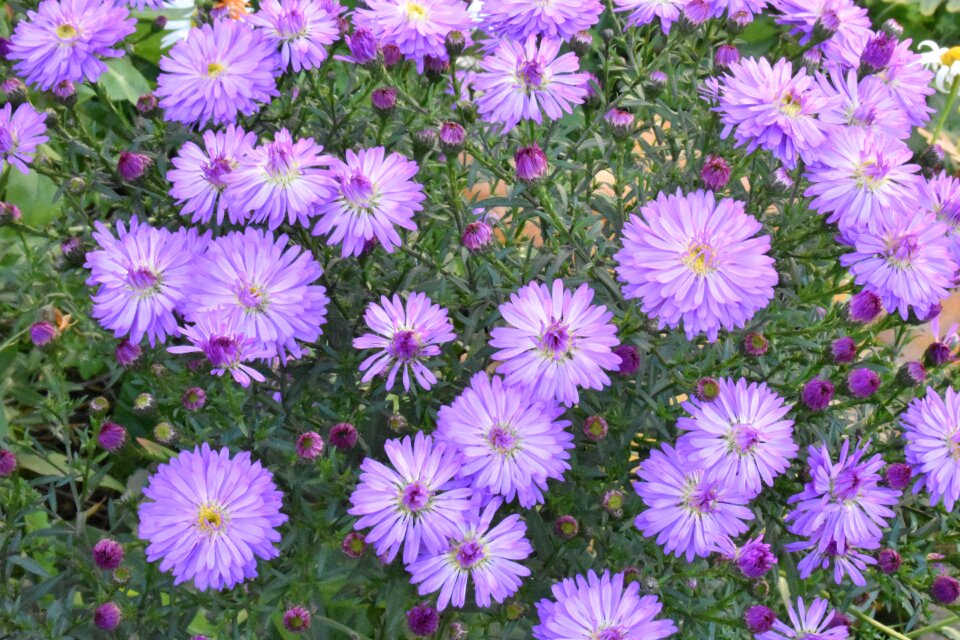 Autumn michaelmas daisy plant