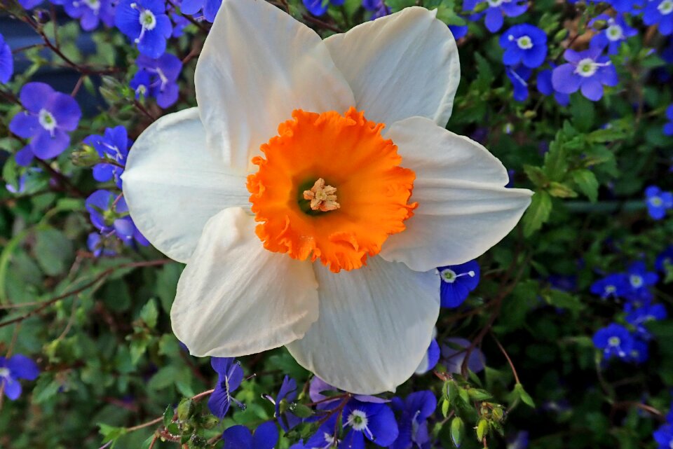 Spring bulb nature