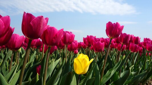 Spring bulb holland photo