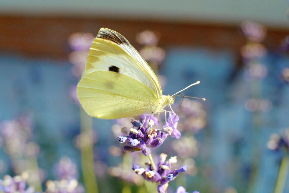 Insect macro summer photo