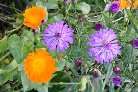 Autumn michaelmas daisy marigold