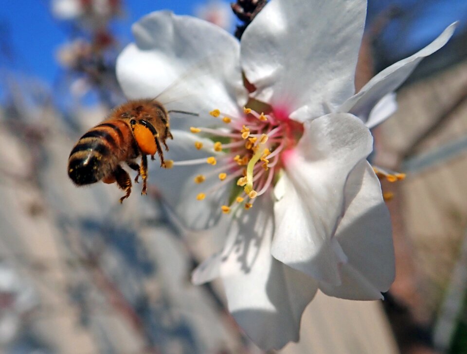 Blossom pollen insect
