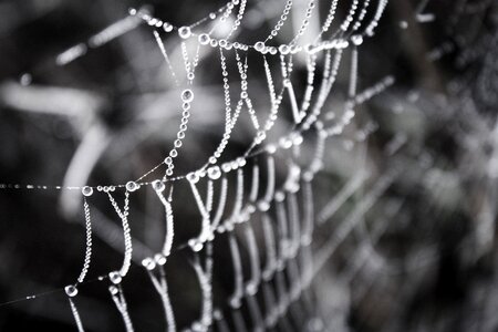 Dew drops on the web nature original image
