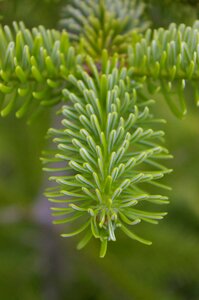 Green conifer branch