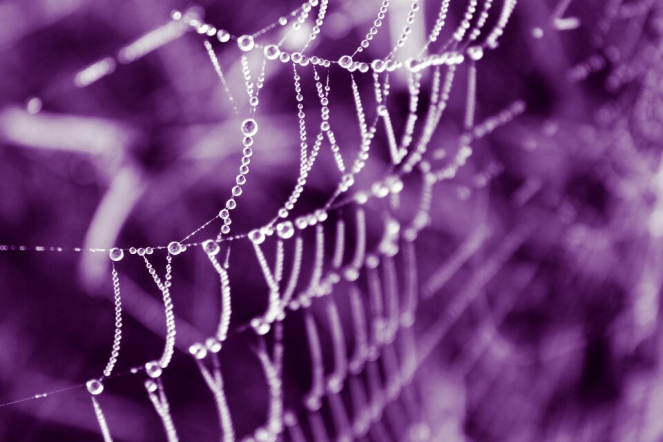 Dew drops on the web nature purple tint