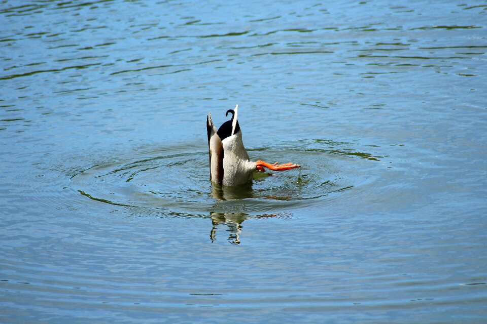 Diving water bird water