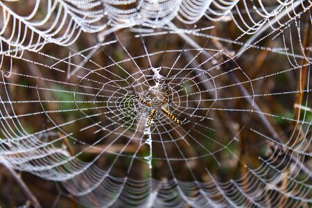 Dew dew drops dew drops on the web photo