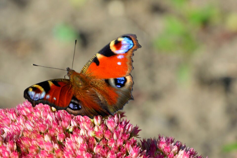 Peacock butterfly butterflies flight insect
