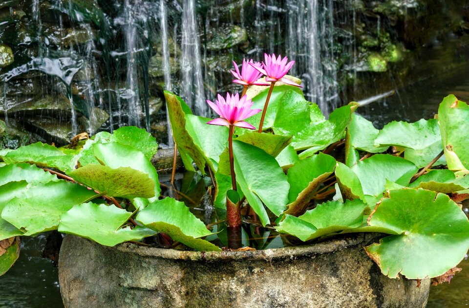 Nymphaea stellata waterlily lily nature