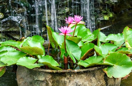 Nymphaea stellata waterlily lily nature