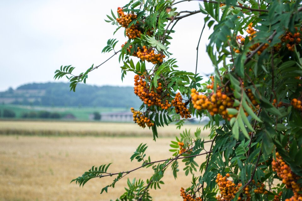 Bush plant fruits