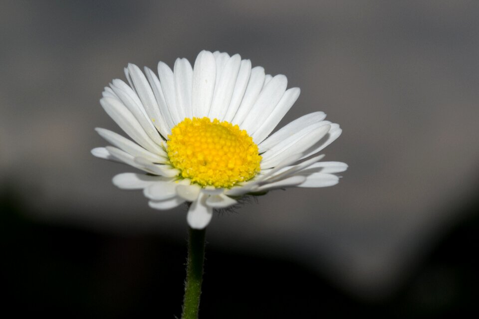 Bloom nature plant