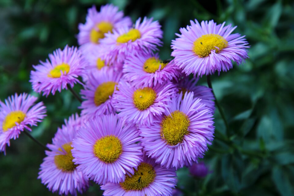 Plants flowering spring-flowering flower garden