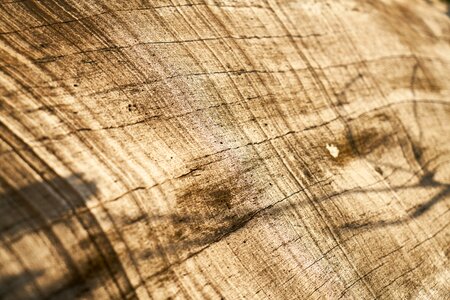 Plate table wall photo