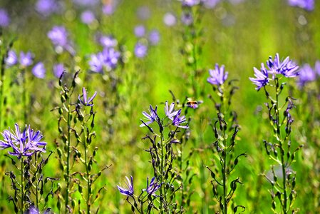 Large camas flower plant