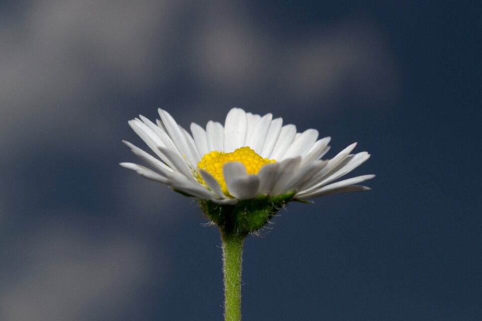 Spring blossom bloom