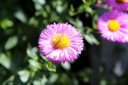 Flowering spring-flowering perennial photo