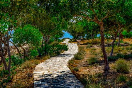 Landscape wood makronissos