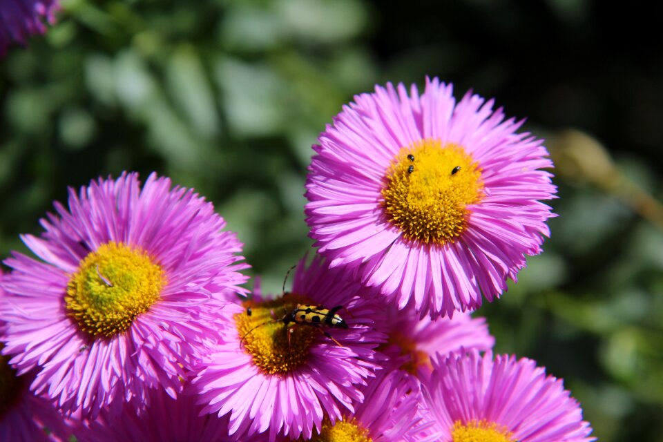 Flowering beetle golden summer flowers photo