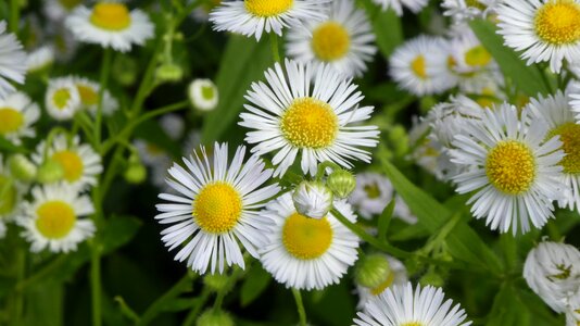 Wild flower nature daisy