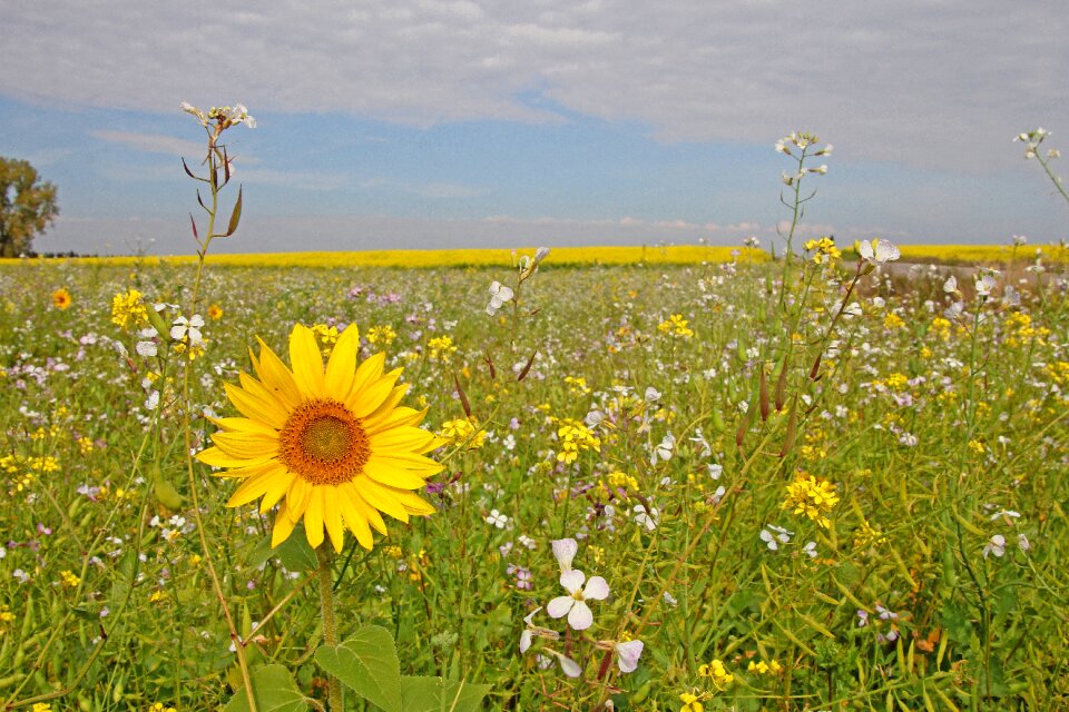 Field flower field flowers