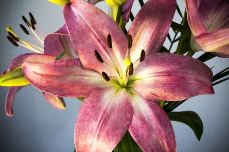 Blossom bloom plant