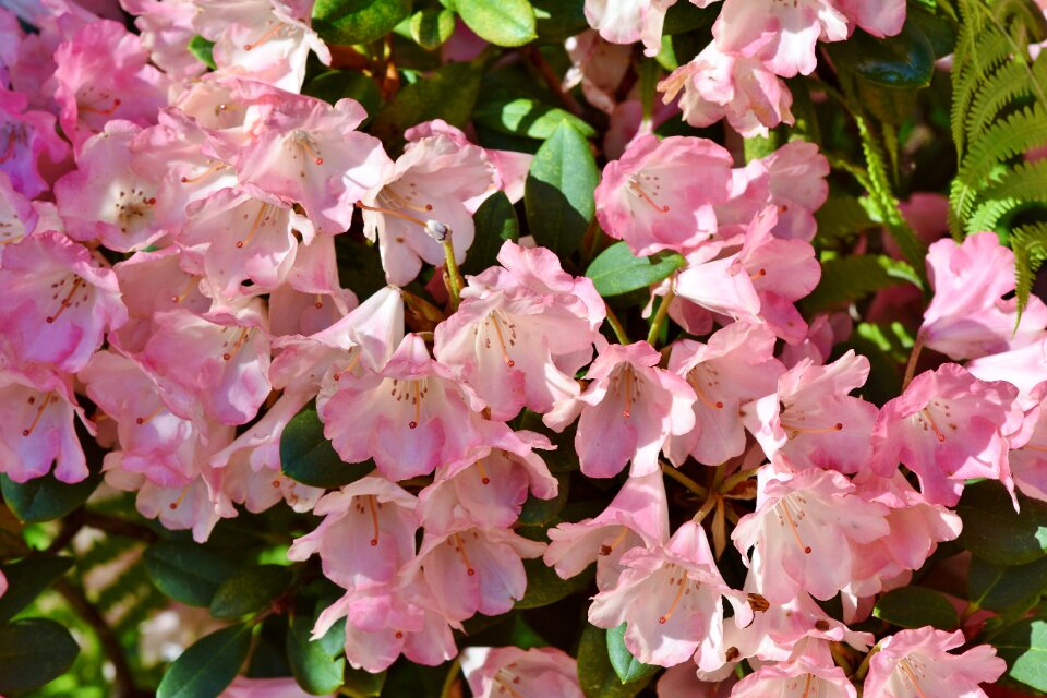 Pink rhododendron bud blossom