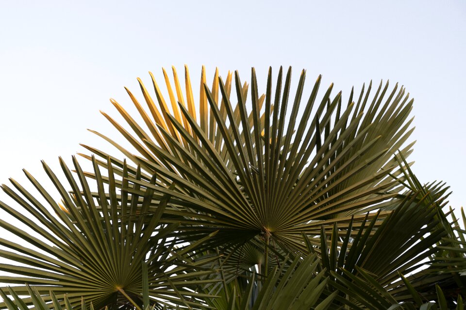 Palm trees sky