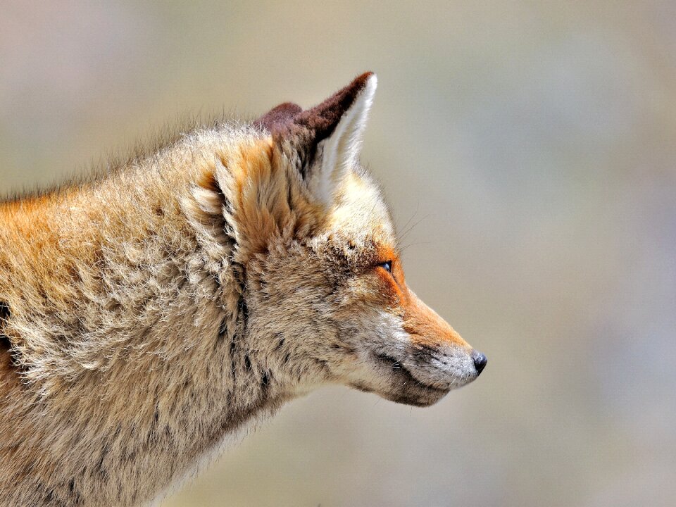 Animals wild nature