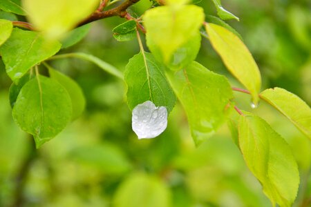 Petal green leaves rain