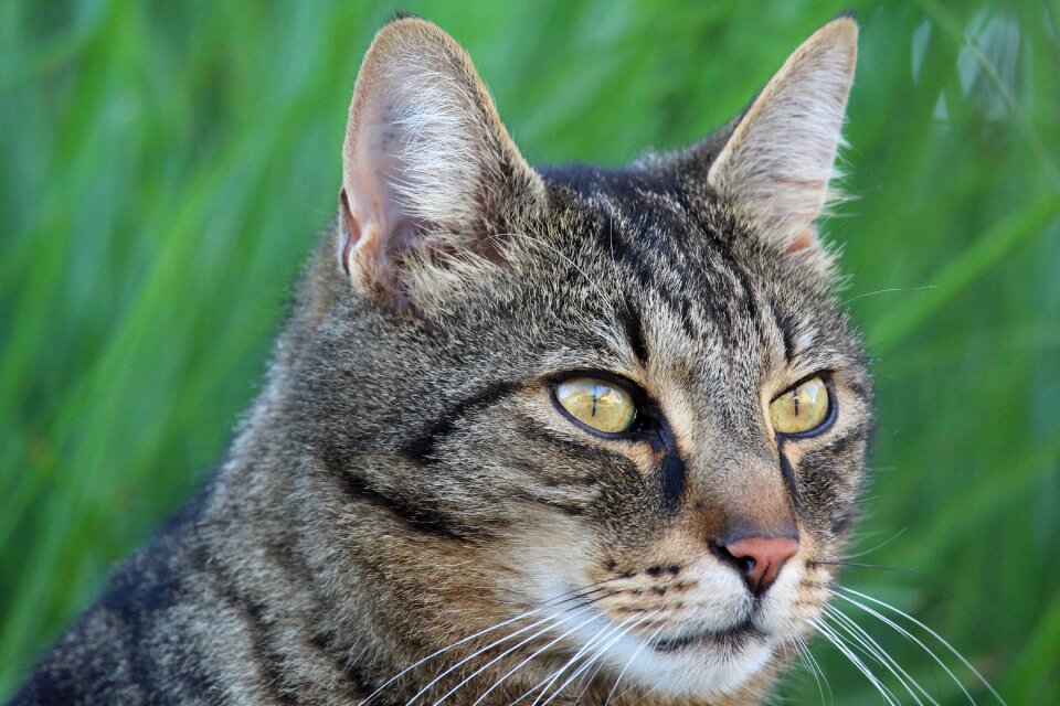 Cute cat nature