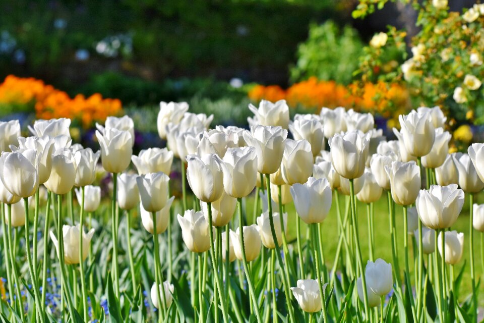 White tulips field of flowers bloom