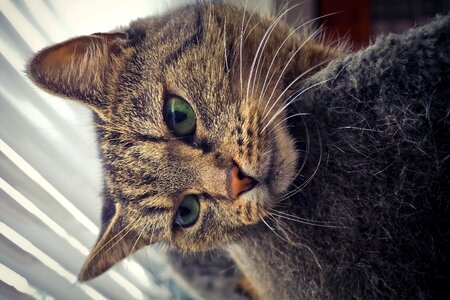 Animal world domestic cat view
