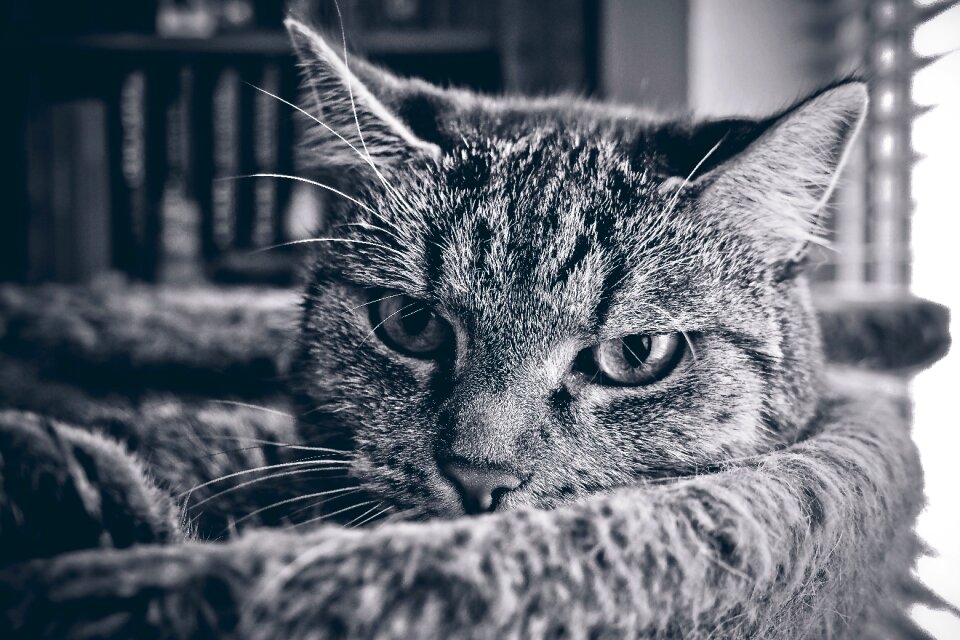 Animal world domestic cat view