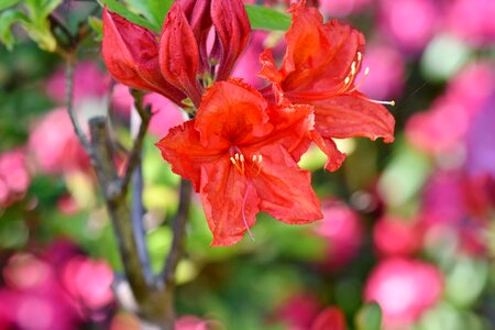 Red rhododendron bud blossom