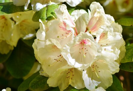 White rhododendron bud blossom