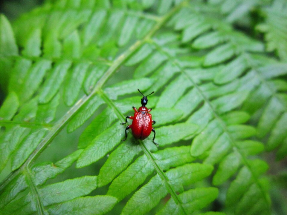Insect coleoptera apoderus