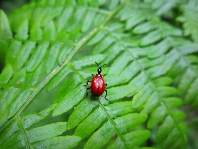Insect coleoptera apoderus