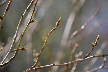 A branch green branch photo