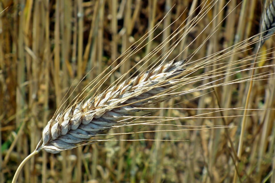 Field agriculture harvest