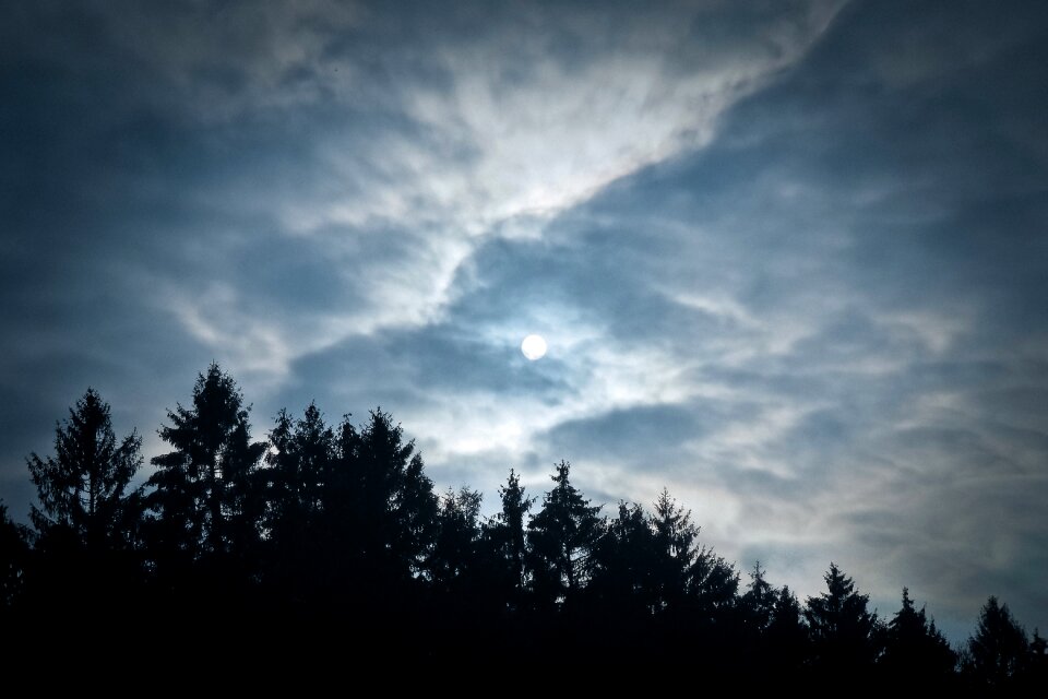 Nature evening silhouettes