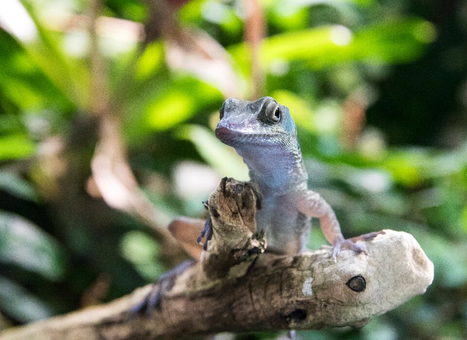 Reptile animal world terrarium