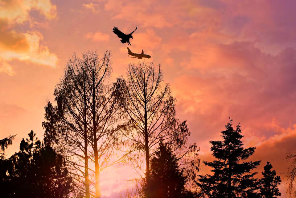 Plane eagle fantasy